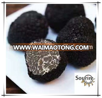 Top quality best taste mushroom truffle